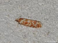 Tordeuse écarlate du pin