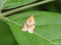 Tordeuse unifasciée