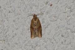 Tordeuse Unifasciée, papillon, Drôme, septembre 2025