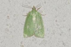 Tordeuse verte du chêne, papillon, Drôme, juin 2025