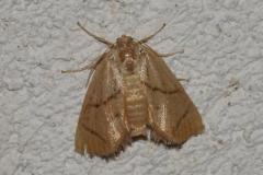 Tortue, papillon, Drôme, juillet 2025