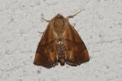 Tortue, papillon, Drôme, juillet 2025