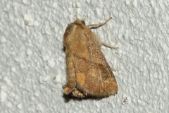 Tortue, papillon, Drôme, août 2024