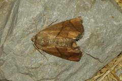Tortue, papillon, Drôme, juillet 2024