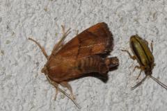 Tortue, papillon, Drôme, juin 2026
