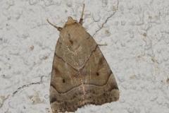 Trapèze, papillon, Drôme, juillet 2025