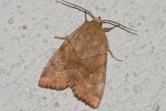 Trapèze, papillon, Drôme, juin 2025