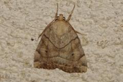 Trapèze, papillon, Drôme, juin 2025