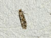 Triaxomera parasitella