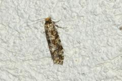 Triaxomera parasitella, imago, Drôme, mai 2024