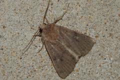 Trimaculée, papillon, Drôme, septembre 2025