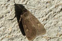 Trimaculée, papillon, Drôme, octobre 2025