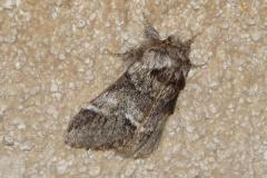 Triple Tache, papillon, Drôme, avril 2025