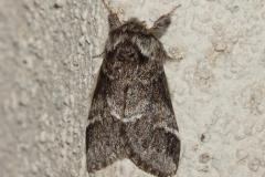 Triple Tache, papillon, Drôme, avril 2025