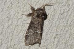 Triple Tache, papillon, Drôme, mai 2025