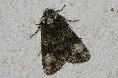 Troënière, papillon, Drôme, août 2025