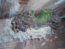 Troglodyte mignon, nid dans un vieux nid d\'hirondelle rustique, Drôme 2008