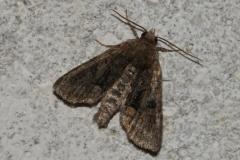 Trompeuse, papillon, Drôme, juin 2025