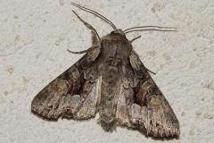 Trompeuse, papillon, Drôme, juin 2026
