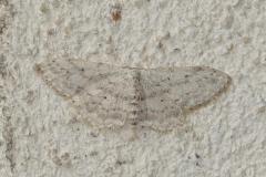 Vieillie, papillon, Drôme, septembre 2025