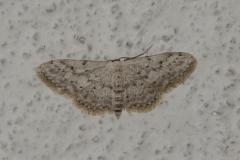 Vieillie, papillon, Drôme, septembre 2025