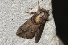 Voile, papillon, Drôme,  juin 2025