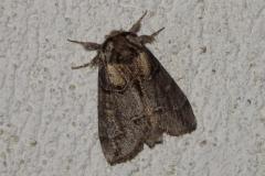 Voile, papillon, Drôme,  juin 2025