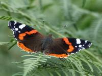 Nymphalidae