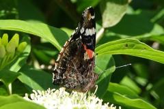 Vulcain, papillon, Drôme, mai 2026