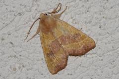 Xanthie topaze, papillon, Drôme, septembre 2025