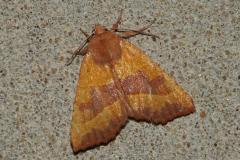 Xanthie topaze, papillon, Drôme, septembre 2025