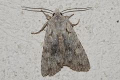 Xyline du Chêne, papillon, Drôme, avril 2026