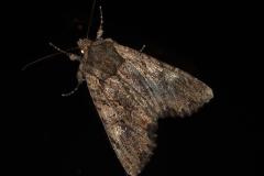 Xyline provençale, papillon, Drôme, octobre 2025