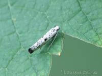 Hyponomeute plombée