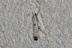 Hyponomeute plombée, papillon, Drôme, juin 2025