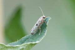 Hyponomeute plombée, papillon, Drôme, juillet 2025