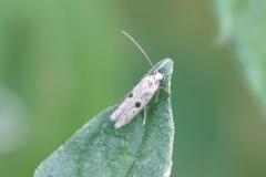 Hyponomeute plombée, papillon, Drôme, juillet 2025