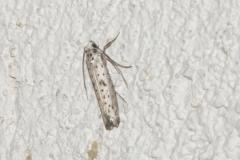 Hyponomeute plombée, papillon, Drôme, juin 2025