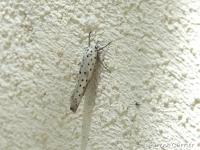 Yponomeutidae