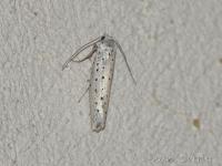 Yponomeute SPE