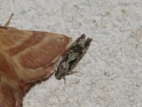 Zeiraphère du Chêne