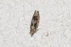 Zeiraphère du Chêne, papillon, Drôme, juin 2025
