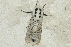 Coquette, papillon, Drôme, Juillet 2026
