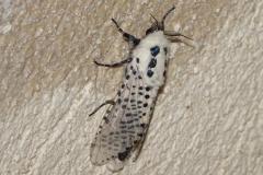 Coquette, papillon, Drôme, Juin 2025