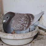 Pigeon mai 2001
