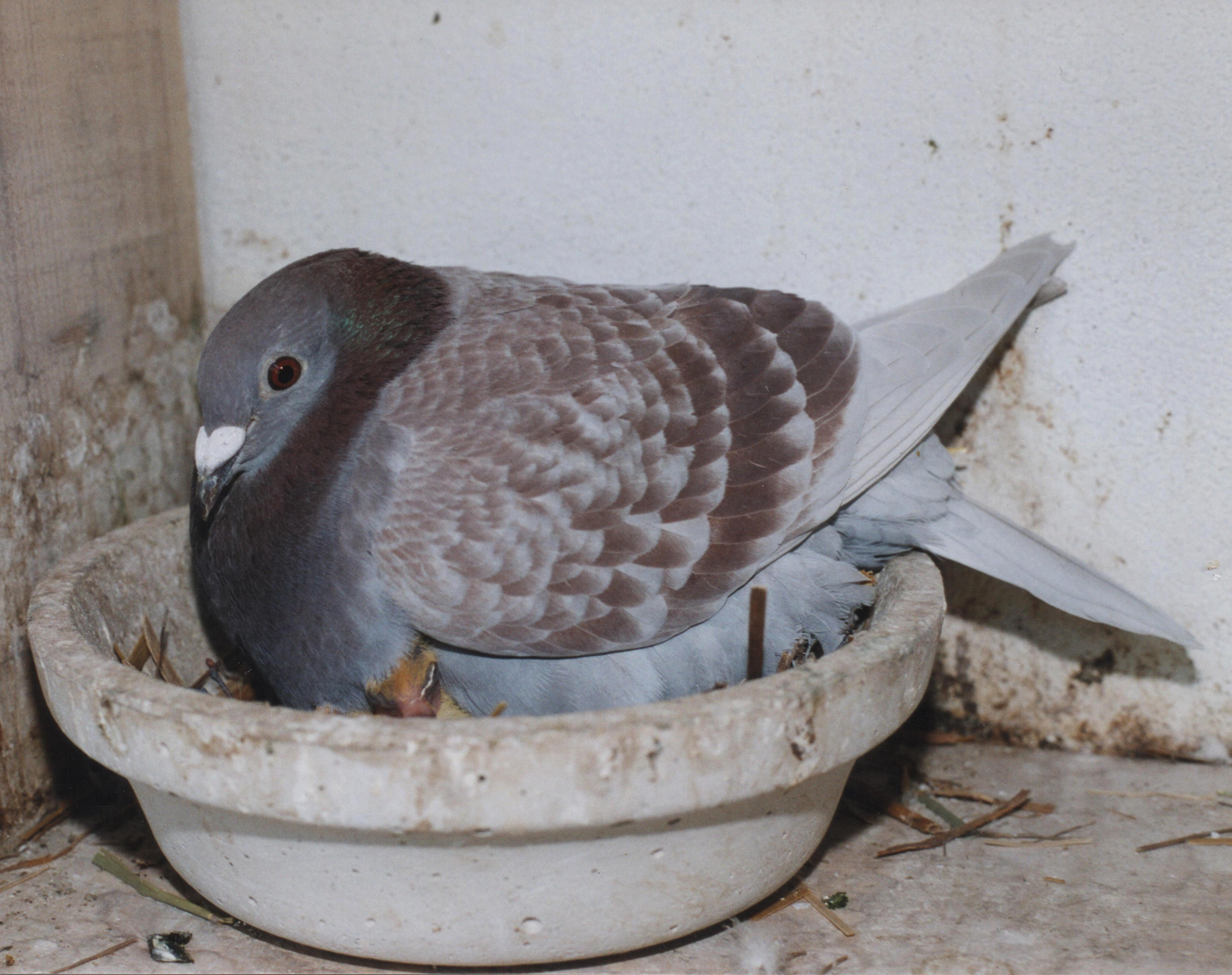 Analyse des attaques de rapaces sur les pigeons voyageurs
