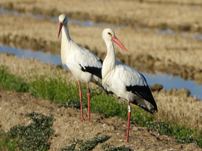 Cigogne Blanche (Ciconia ciconia)