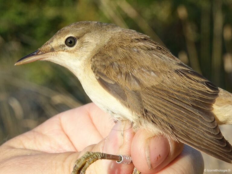 Evolution de la migration