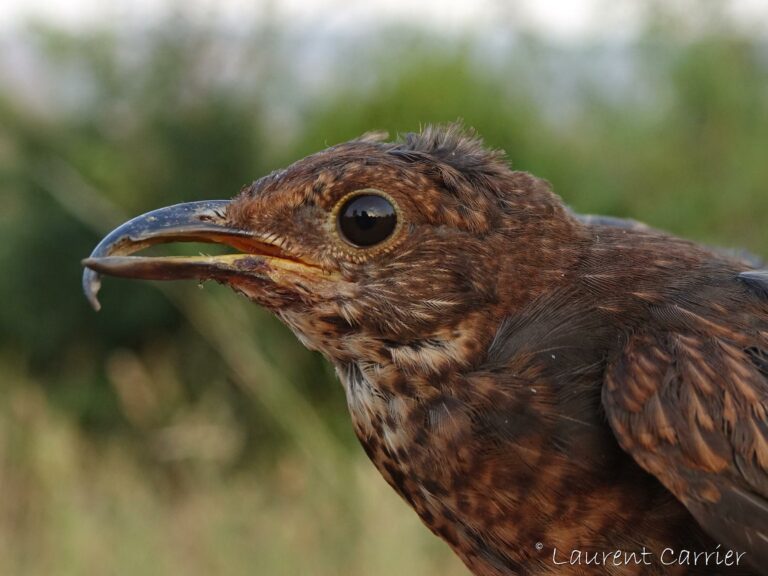 Anomalies chez les oiseaux