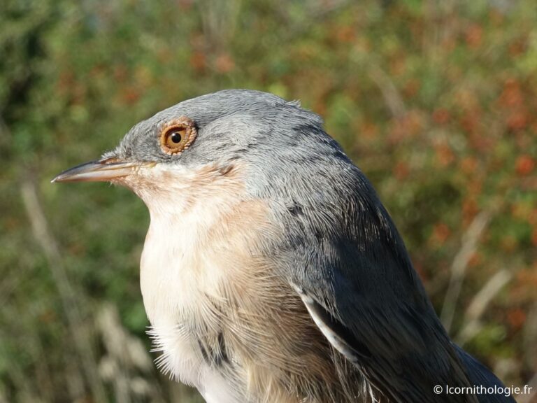 Contrôle d’une Passerinette